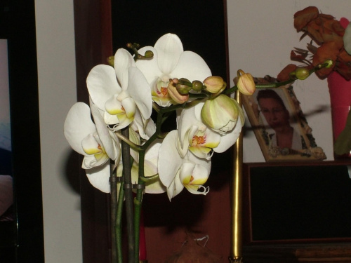 phalaenopsis #storczyki