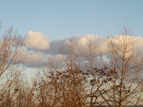 #ptaki #Szczecin #drzewa #chmury #niebo