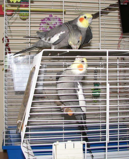 Papugi Moniki