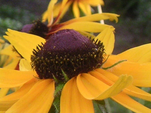 Rudbekia