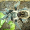 B.albopilosum L6 (zdjecie2)