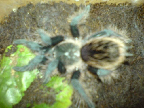 B.albopilosum L6 (zdjecie2)