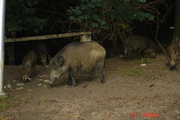 To nie było w Zoo #Dziki