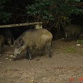 To nie było w Zoo #Dziki