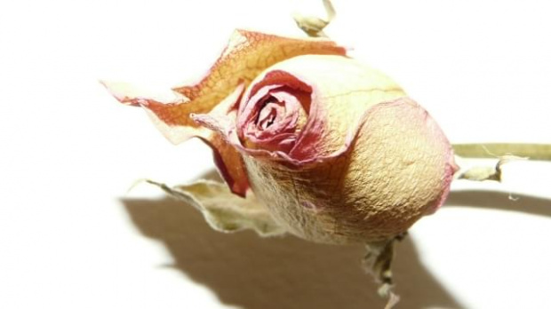 Roza pulchra est #roza #piekna #ciekawe #kwiat #makro #boska