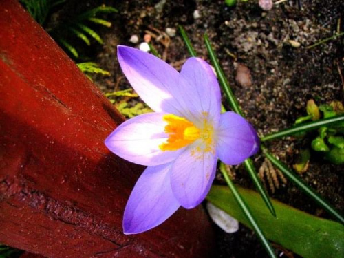 dla Aniolek19 z DeviantArt w dniu urodzin #wiosna #krokus #ogród #kwiaty #natura #przyroda