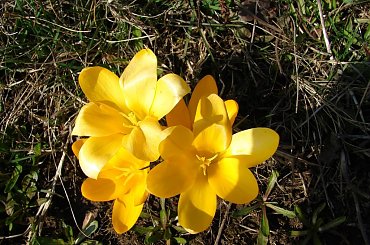 wiosna_marzec_2008 #wiosna #spacer #kwiaty #rośliny