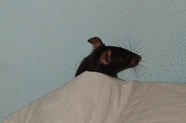 Kajko i Kokosz na wybiegu :) #szczur #ogonek #zwierzęta #natura