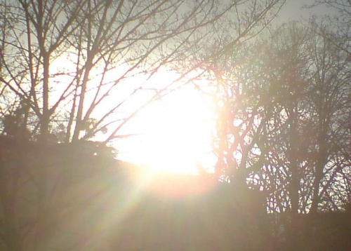 Słońce wygląda zza drzew #słońce #drzewa #niebo