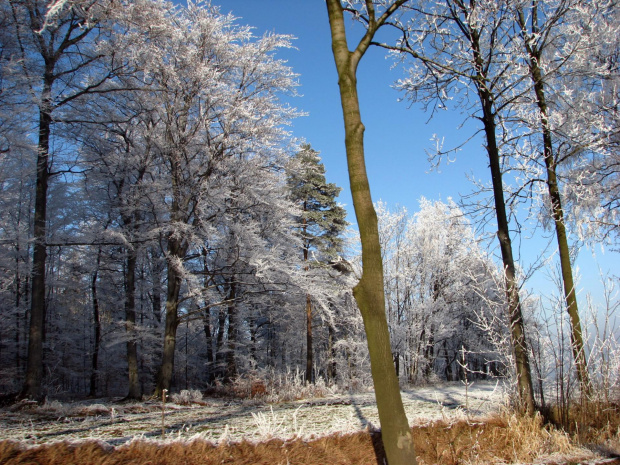 zima w górach #przyroda #natura #karkonosze #zima #drzewa #góry #niebo #krajobraz