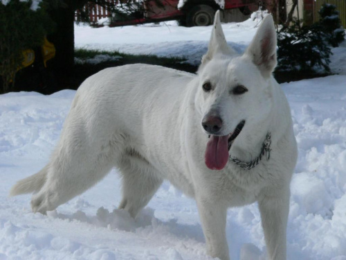 Kama czyli biały owczarek #BialyOwczarekSzwajcarski #pies