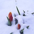 Tulipany w zimowej szacie 20.03.2008 r #KrajobrazyIPrzyroda #Kwiaty
