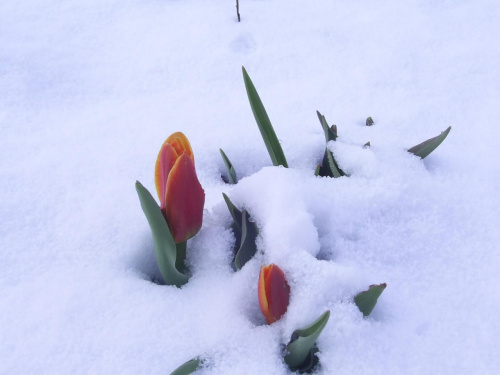 Tulipany w zimowej szacie 20.03.2008 r #KrajobrazyIPrzyroda #Kwiaty