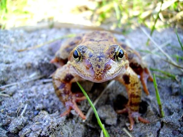 żabi ryjek #żaba #natura #przyroda #płazy #wiosna