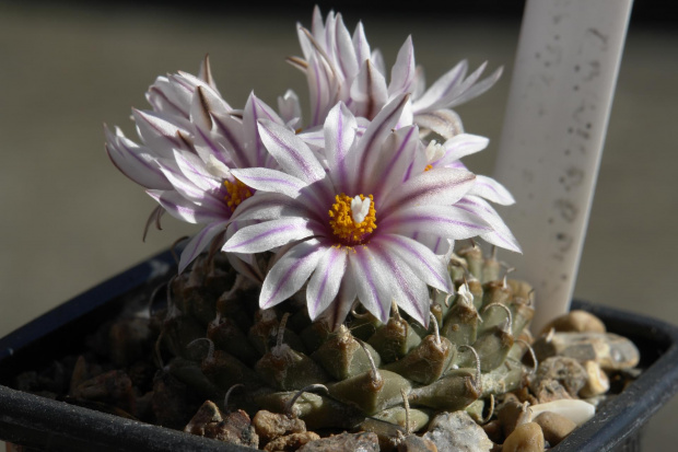 Turbinicarpus panarottoii