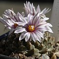 Turbinicarpus panarottoii