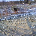 i kolejny galop