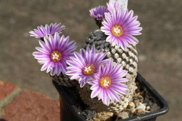 Turbinicarpus valdezianus