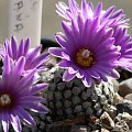 Turbinicarpus valdezianus