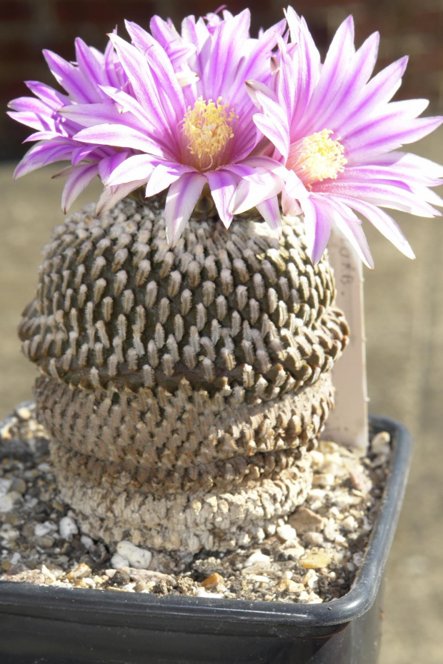 Turbinicarpus pseudopectinatus