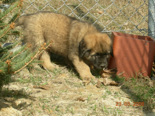 #psy #pies #Leonberger