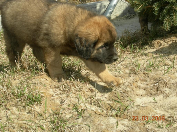 #psy #pies #Leonberger