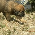 #psy #pies #Leonberger