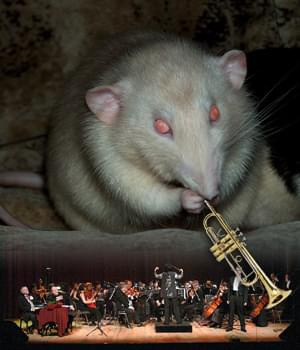 Samuel - szczurek Nezi ;) Pierwsze... pierwsza trąbka w orkiestrze!
