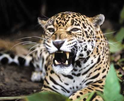 #jaguar #kot #DzikiKot