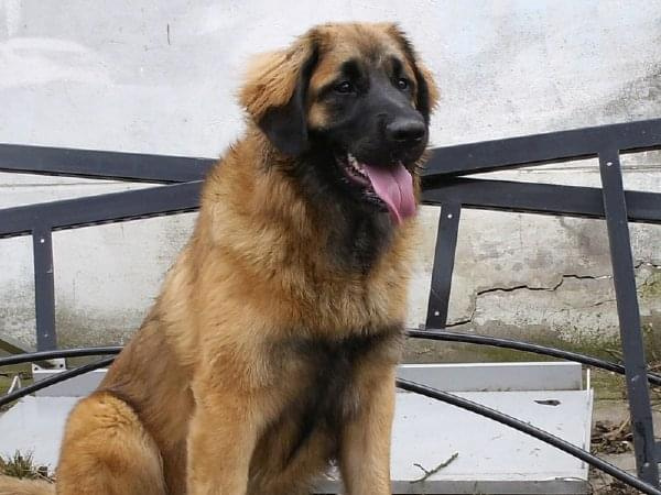 DALIA Apteka Natury #DALIAAptekaNatury #leonberger