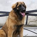 DALIA Apteka Natury #DALIAAptekaNatury #leonberger