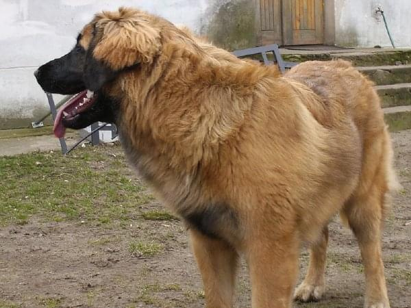 DALIA Apteka Natury #DALIAAptekaNatury #leonberger