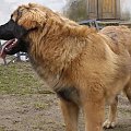 DALIA Apteka Natury #DALIAAptekaNatury #leonberger