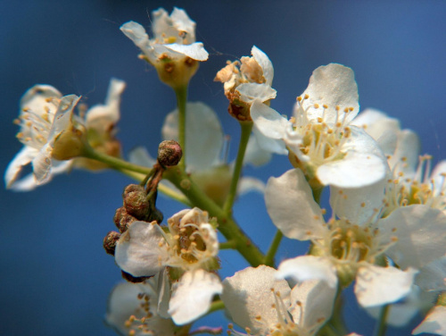 Kwiaty bzu #przyroda #natura #kwiaty #bez #makro #botanika #makrofotografia