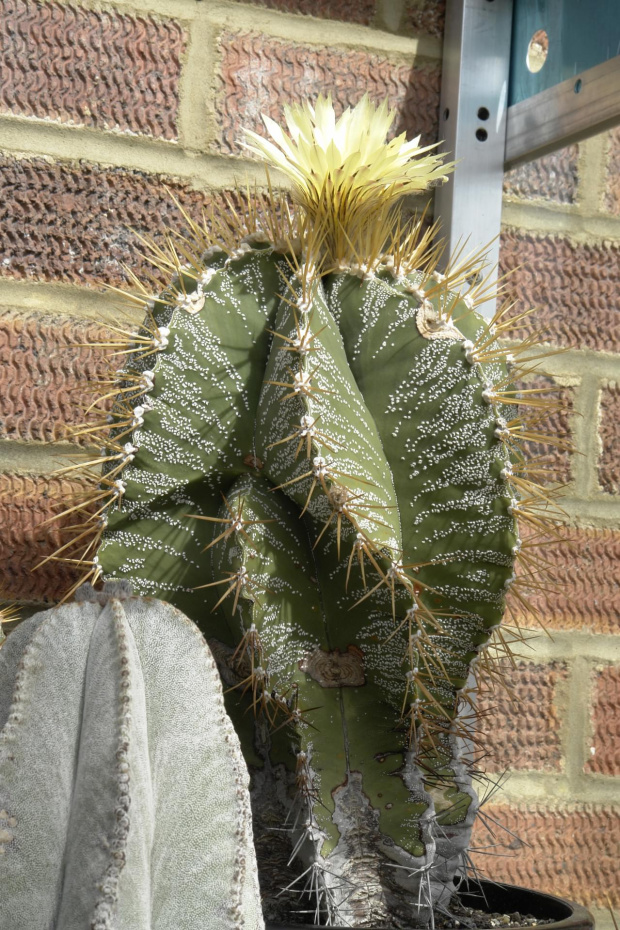 Astrophytum ornatum