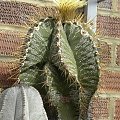 Astrophytum ornatum