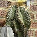 Astrophytum ornatum