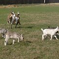 Koza i kuzki #kozy