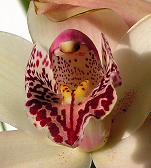 cymbidium - detal