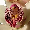 cymbidium - detal