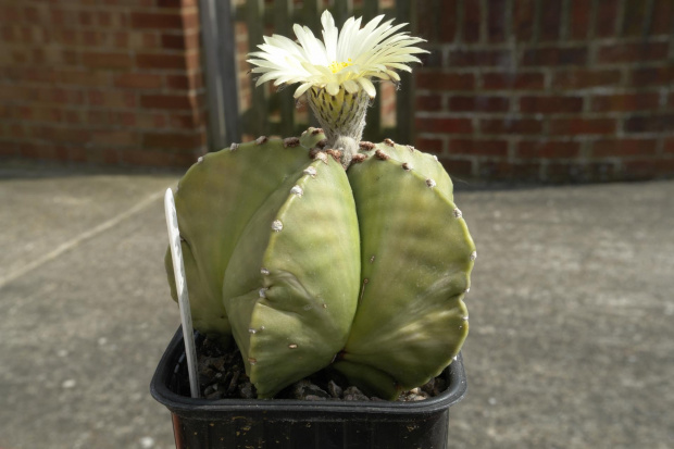 Astrophytum myriostigma v. nudum