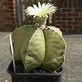 Astrophytum myriostigma v. nudum