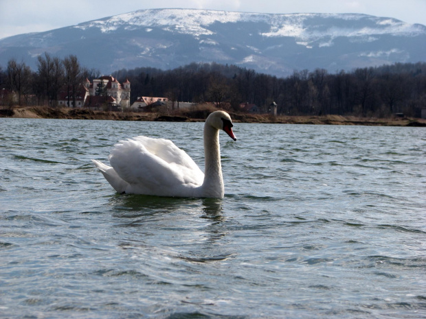 łabędź niemy ptak królewski #przyroda #natura #zwierzęta #ptaki #krajobraz #jezioro #góry #NadWodą #woda #wiosna