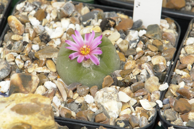 Lophophora diffusa v.friccii