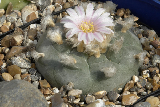 Lophophora williamsii