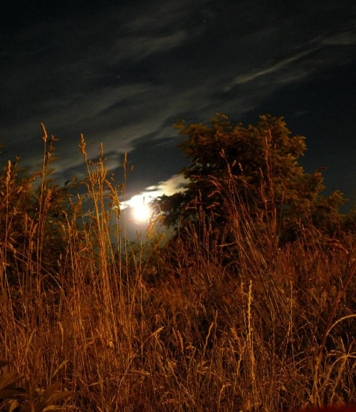 #księżyc #łąka #noc