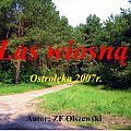 Droga leśna wiosną 2007r.Ostrołęka