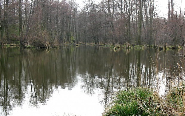 Zbiornik zaporowy Bogdanka na rzece Mroga w miejscowości Stare Koluszki gm. Brzeziny. To tu można złowic największe ryby w pobliżu Łodzi #Mroga #Koluszki #zbiornik #ryby #karpie #Brzeziny #Bogdanka