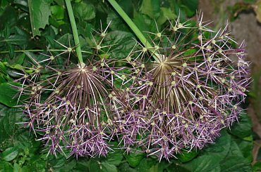 #łąka #rośliny #wiaty #drzewa