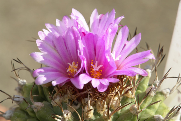 Turbinicarpus alonsoi